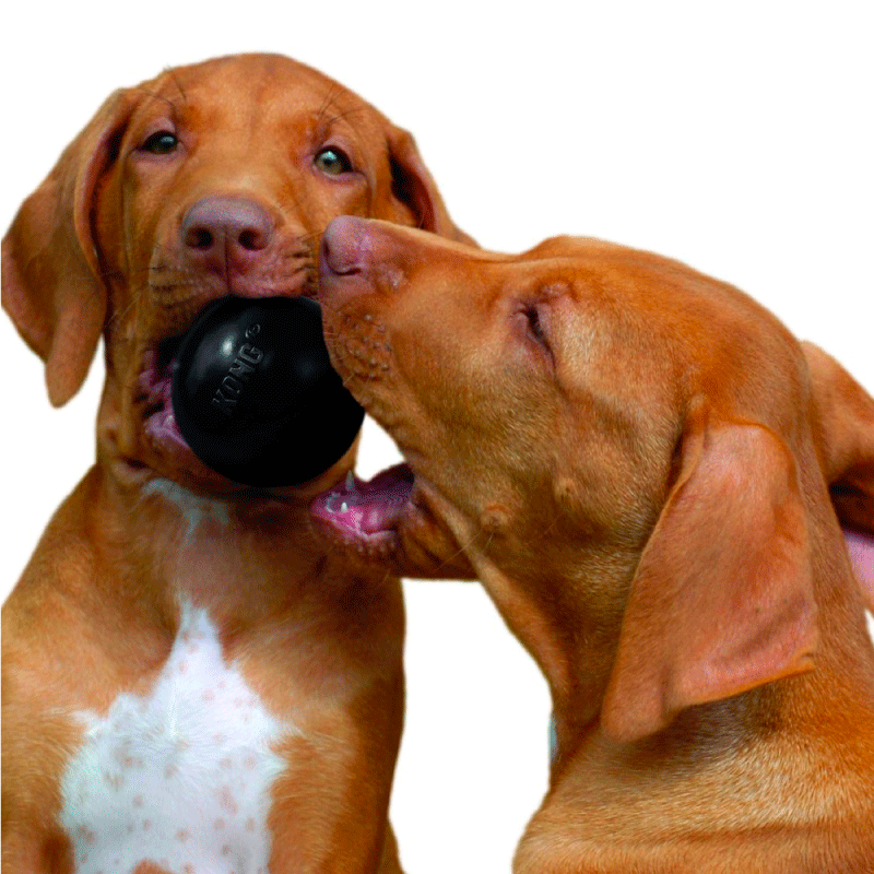 Kong Extreme Ball - Pelotas para Perros Extra Resistente Kong Extreme Ball - Pelotas para Perros Extra Resistente